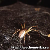 http://*****/pochemu4ka/pautina.jpg
