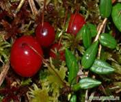 http://www.shram.kiev.ua/img/health/images/stories/travnik/oxycoccus-palustris1.jpg