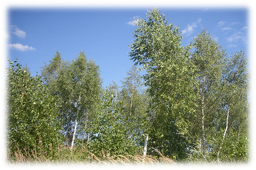 ��������: