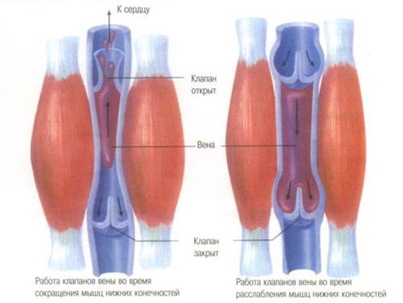 http://old.consilium-medicum.com/media/provisor/04_01/14.jpg