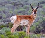 http://2.bp.blogspot.com/_Wm18RR48GF8/S4q5nro3oNI/AAAAAAAAAGU/UgSsCSRIUVY/s320/715px-Antilocapra_americana.jpg