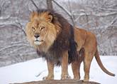 http://2.bp.blogspot.com/_Wm18RR48GF8/S4q4L4RmsEI/AAAAAAAAAGE/oLeVNhkbi8o/s320/800px-African_Lion_Panthera_leo_Male_Pittsburgh_2800px.jpg