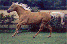 http://2.bp.blogspot.com/_Wm18RR48GF8/S5aojO1ViCI/AAAAAAAAAGs/PUJPDaKm-vI/s320/quarter_horse.png