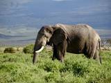 http://1.bp.blogspot.com/_Wm18RR48GF8/S4q2h515lFI/AAAAAAAAAFk/jOigF8wFiNc/s320/African_Elephant_in_Kenya.jpg