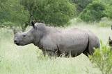 http://4.bp.blogspot.com/_Wm18RR48GF8/S4q2NeH2UZI/AAAAAAAAAFc/_qWJpNEIuEc/s320/800px-White_Rhino.jpg