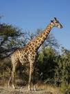 http://1.bp.blogspot.com/_Wm18RR48GF8/S4q1u31BjGI/AAAAAAAAAFM/60rFAjm-wBQ/s320/450px-Giraffa_camelopardalis_angolensis.jpg