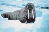 http://2.bp.blogspot.com/_Wm18RR48GF8/S4q1l4JyQHI/AAAAAAAAAFE/a-C-YQVLpnc/s320/Noaa-walrus30.jpg