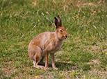 http://upload.wikimedia.org/wikipedia/commons/thumb/f/f4/Female_Irish_mountain_hare.jpg/200px-Female_Irish_mountain_hare.jpg
