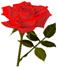 OPEN-RED