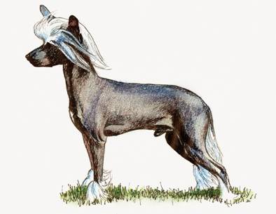 C:\Documents and Settings\rewi\Skrivbord\FCI\STANDARDER\Great Britain (64 breeds)\Illustrations UK breeds & Hist. Summary\KCs Illustrations of UK breeds\Group 9\J.Campin illus.KC Picure Library Crested FCI Nr 288.jpg