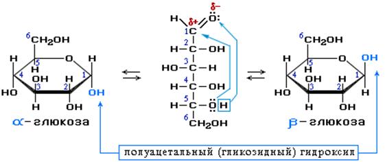 Циклические формы глюкозы