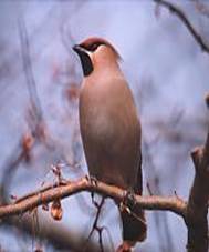 http://*****/birds1/sv.jpg
