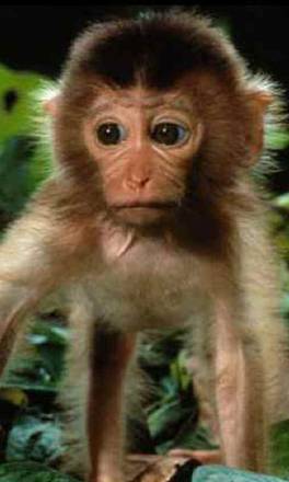 monkey-baby-02.jpg