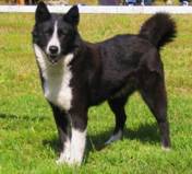 Dog1.jpg (400×359)