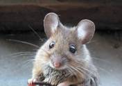 Cute Mouse