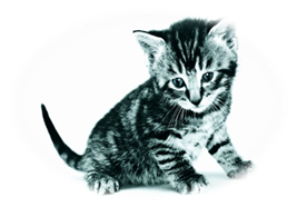 D:\�����\�����\NEW\d@ra_last_cats (74).jpg