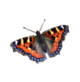 http://freeworldcharter.org/i/butterfly.png