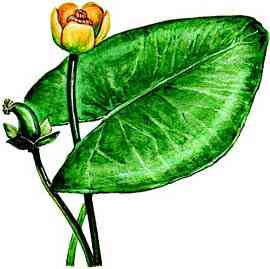 Nuphar pumila