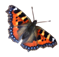 http://freeworldcharter.org/i/butterfly.png