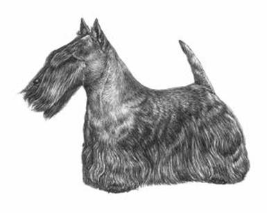 Skotsk terrier