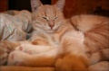 http://*****/wiki/images/thumb/4/4b/%D0%9A%D0%BE%D1%88%D0%BA%D1%80%D0%B0%D1%81%D0%B01.jpg/120px-%D0%9A%D0%BE%D1%88%D0%BA%D1%80%D0%B0%D1%81%D0%B01.jpg