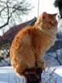 http://*****/wiki/images/thumb/5/51/%D0%9A%D0%BE%D1%88%D0%BA%D1%80%D0%B0%D1%81%D0%B03.jpg/90px-%D0%9A%D0%BE%D1%88%D0%BA%D1%80%D0%B0%D1%81%D0%B03.jpg