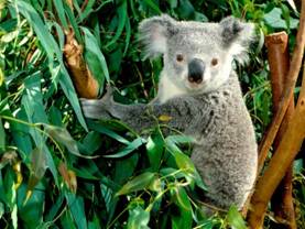 C:\Users\Наташа\Desktop\Работа\Олимпиады для маленьких\3-4 классы\_world_australia_koala___australia_008976_.jpg