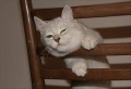 http://*****/wiki/images/thumb/c/c2/%D0%9A%D0%BE%D1%88%D0%BA%D1%80%D0%B0%D1%81%D0%B05.jpg/120px-%D0%9A%D0%BE%D1%88%D0%BA%D1%80%D0%B0%D1%81%D0%B05.jpg