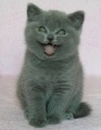 http://*****/wiki/images/thumb/a/ac/%D0%9A%D0%BE%D1%88%D0%BA%D1%80%D0%B0%D1%81%D0%B08.jpg/93px-%D0%9A%D0%BE%D1%88%D0%BA%D1%80%D0%B0%D1%81%D0%B08.jpg