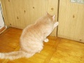 http://*****/wiki/images/thumb/1/1a/%D0%9A%D0%BE%D1%88%D0%BA%D1%80%D0%B0%D1%81%D0%B09.jpg/120px-%D0%9A%D0%BE%D1%88%D0%BA%D1%80%D0%B0%D1%81%D0%B09.jpg