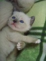 http://*****/wiki/images/thumb/d/dc/%D0%9A%D0%BE%D1%88%D0%BA%D1%80%D0%B0%D1%81%D0%B010.jpg/90px-%D0%9A%D0%BE%D1%88%D0%BA%D1%80%D0%B0%D1%81%D0%B010.jpg