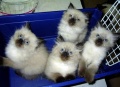 http://*****/wiki/images/thumb/f/f8/%D0%9A%D0%BE%D1%88%D0%BA%D1%80%D0%B0%D1%81%D0%B011.jpg/120px-%D0%9A%D0%BE%D1%88%D0%BA%D1%80%D0%B0%D1%81%D0%B011.jpg