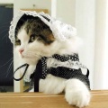 http://*****/wiki/images/thumb/f/fb/%D0%9A%D0%BE%D1%88%D0%BA%D1%80%D0%B0%D1%81%D0%B012.jpg/120px-%D0%9A%D0%BE%D1%88%D0%BA%D1%80%D0%B0%D1%81%D0%B012.jpg