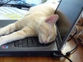 http://*****/wiki/images/thumb/7/79/%D0%9A%D0%BE%D1%88%D0%BA%D1%80%D0%B0%D1%81%D0%B013.jpg/120px-%D0%9A%D0%BE%D1%88%D0%BA%D1%80%D0%B0%D1%81%D0%B013.jpg