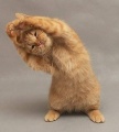 http://*****/wiki/images/thumb/4/4d/%D0%9A%D0%BE%D1%88%D0%BA%D1%80%D0%B0%D1%81%D0%B014.jpg/108px-%D0%9A%D0%BE%D1%88%D0%BA%D1%80%D0%B0%D1%81%D0%B014.jpg