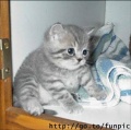 http://*****/wiki/images/thumb/6/67/%D0%9A%D0%BE%D1%88%D0%BA%D1%80%D0%B0%D1%81%D0%B015.jpg/120px-%D0%9A%D0%BE%D1%88%D0%BA%D1%80%D0%B0%D1%81%D0%B015.jpg