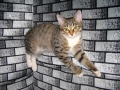 http://*****/wiki/images/thumb/0/0a/%D0%9A%D0%BE%D1%88%D0%BA%D1%80%D0%B0%D1%81%D0%B016.jpg/120px-%D0%9A%D0%BE%D1%88%D0%BA%D1%80%D0%B0%D1%81%D0%B016.jpg