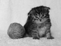 http://*****/wiki/images/thumb/b/b6/%D0%9A%D0%BE%D1%88%D0%BA%D1%80%D0%B0%D1%81%D0%B017.jpg/120px-%D0%9A%D0%BE%D1%88%D0%BA%D1%80%D0%B0%D1%81%D0%B017.jpg