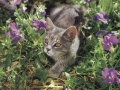 http://*****/wiki/images/thumb/e/e2/%D0%9A%D0%BE%D1%88%D0%BA%D1%80%D0%B0%D1%81%D0%B018.jpg/120px-%D0%9A%D0%BE%D1%88%D0%BA%D1%80%D0%B0%D1%81%D0%B018.jpg