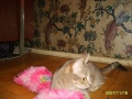 http://*****/wiki/images/thumb/3/3d/%D0%9A%D0%BE%D1%88%D0%BA%D1%80%D0%B0%D1%81%D0%B019.jpg/120px-%D0%9A%D0%BE%D1%88%D0%BA%D1%80%D0%B0%D1%81%D0%B019.jpg