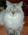 http://*****/wiki/images/thumb/9/9c/%D0%9A%D0%BE%D1%88%D0%BA%D1%80%D0%B0%D1%81%D0%B020.jpg/95px-%D0%9A%D0%BE%D1%88%D0%BA%D1%80%D0%B0%D1%81%D0%B020.jpg