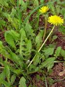 http://*****/yellow/str_w_5/vertic/flower_9.jpg