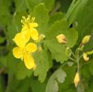 http://*****/SITE_2103/MY_SITE/My_rast/Chelidonium_majus/BIG/Chelidonium_majus_1.jpg