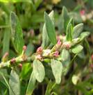 http://www.floradecanarias.com/imagenes/polygonum_aviculare.jpg
