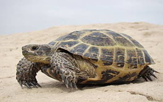 Testudo horsfieldii; Baikonur 001.jpg