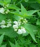http://www.english-country-garden.com/a/i/flowers/white-dead-nettle-1.jpg