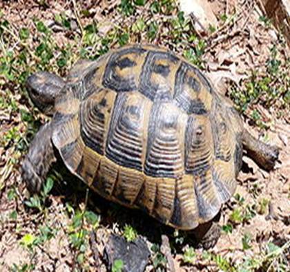 Testudo hermanni on Thasos.JPG