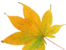 x_9c7f249a.jpg