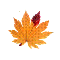 x_9c7f249a.jpg