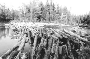 mhtml:file://F:\Лес%20и%20человек.mht!http://*****/rus/publications/taiga/09.jpg